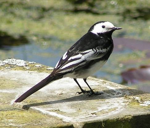Pied Wagtail Male Lisa Carter