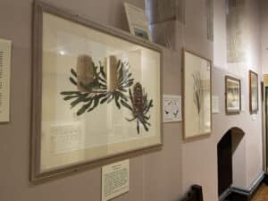 Banksia serrata in the Natural History Museum