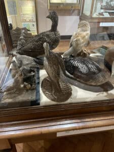 Curlew in the Natural History Museum