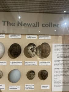 Osprey egg in the Natural History Museum